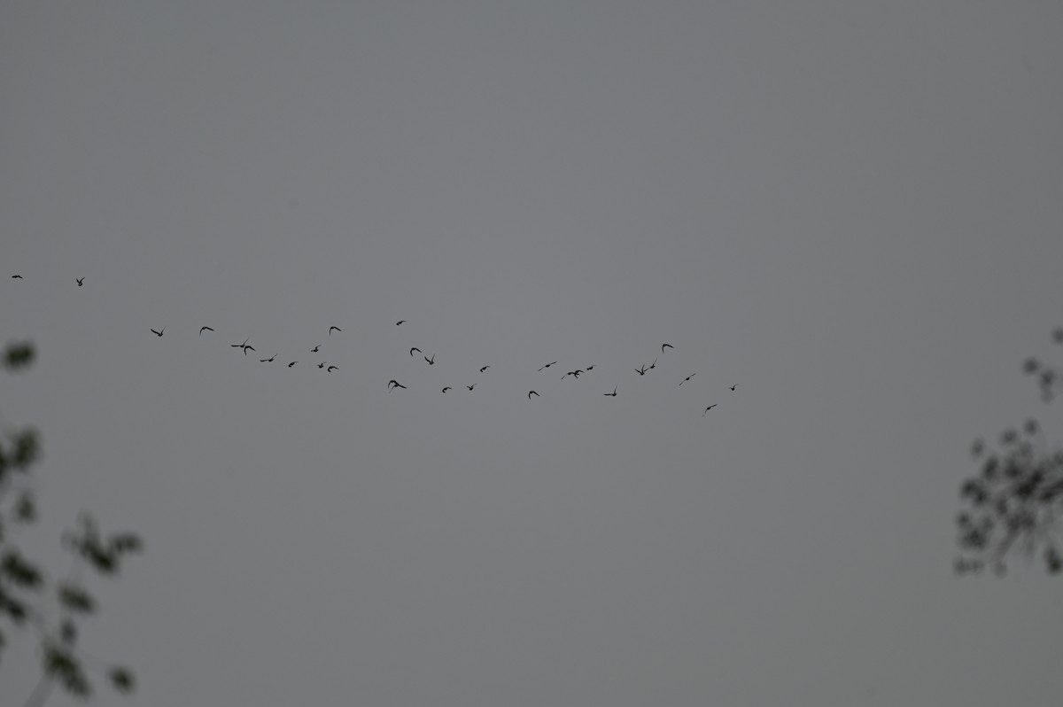 shorebird sp. - ML646559932