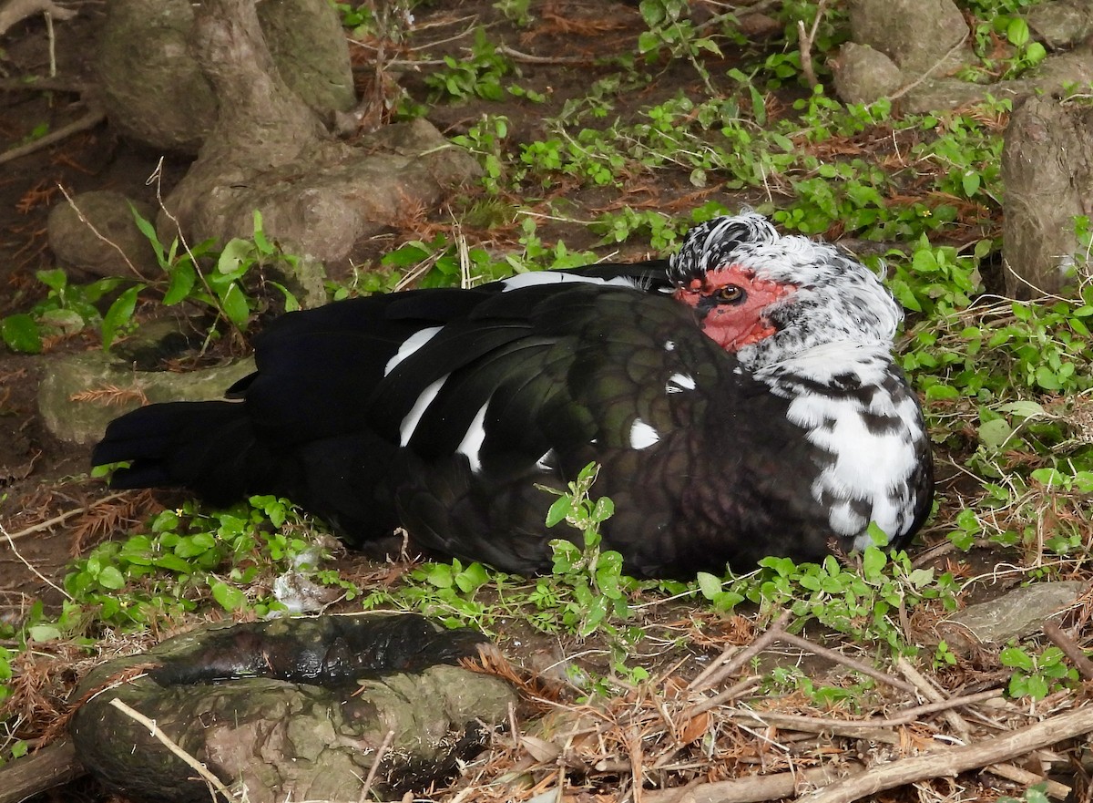 Muscovy Duck (Domestic type) - ML646559934