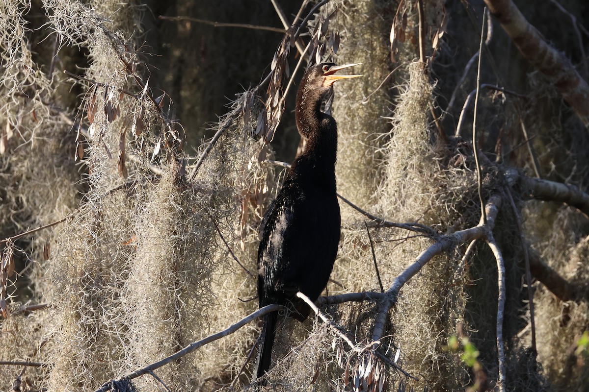 Anhinga - ML646559936