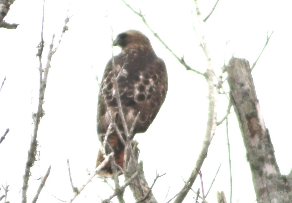 Red-tailed Hawk - ML646559937