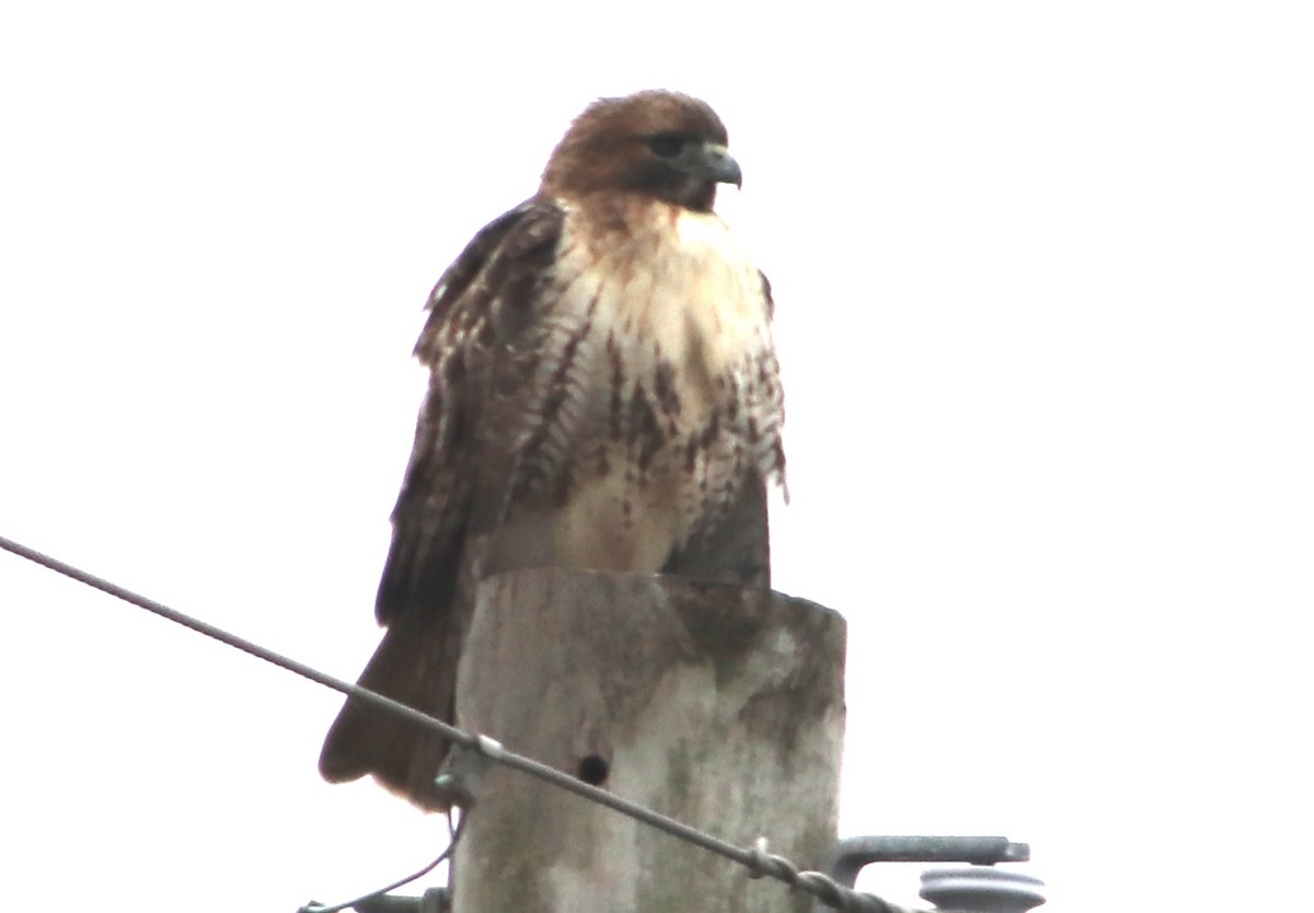 Red-tailed Hawk - ML646559938