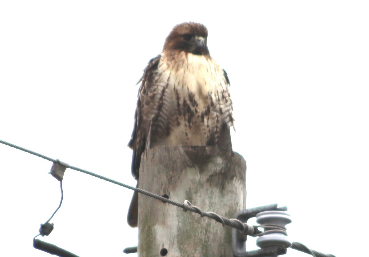 Red-tailed Hawk - ML646559939