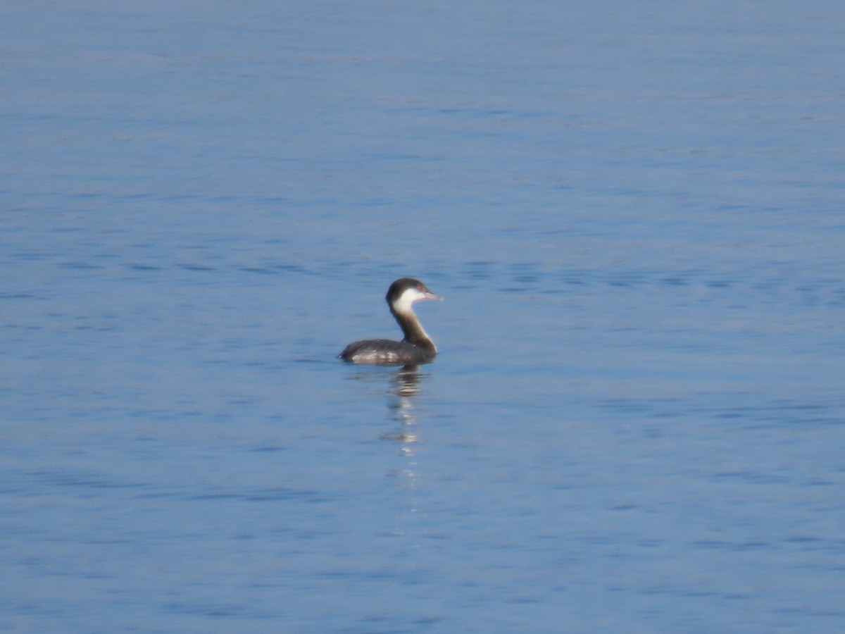 horndykker - ML646559941