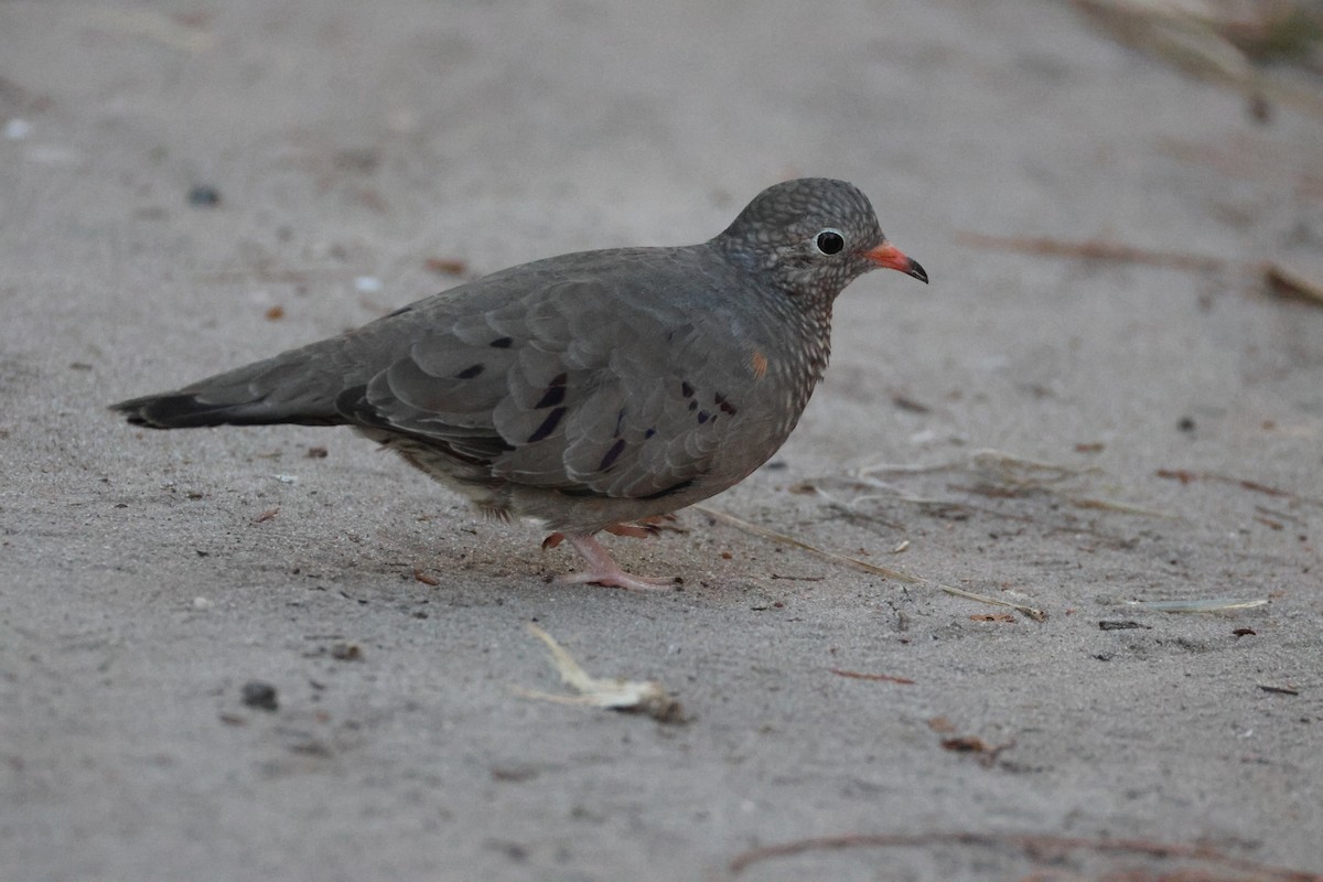 Common Ground Dove - ML646559943