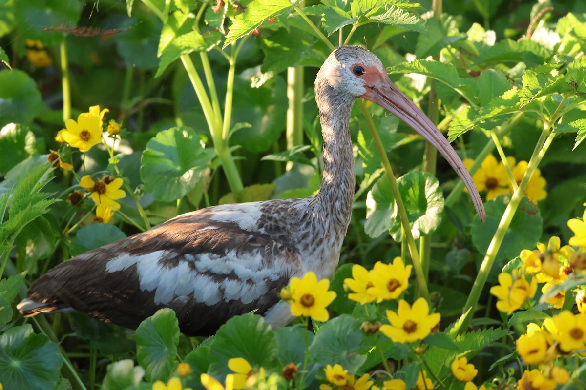 White Ibis - ML646559944