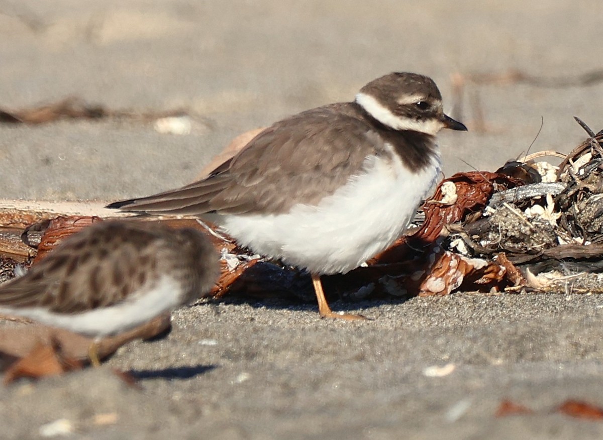 Txirritxo handia - ML646559946