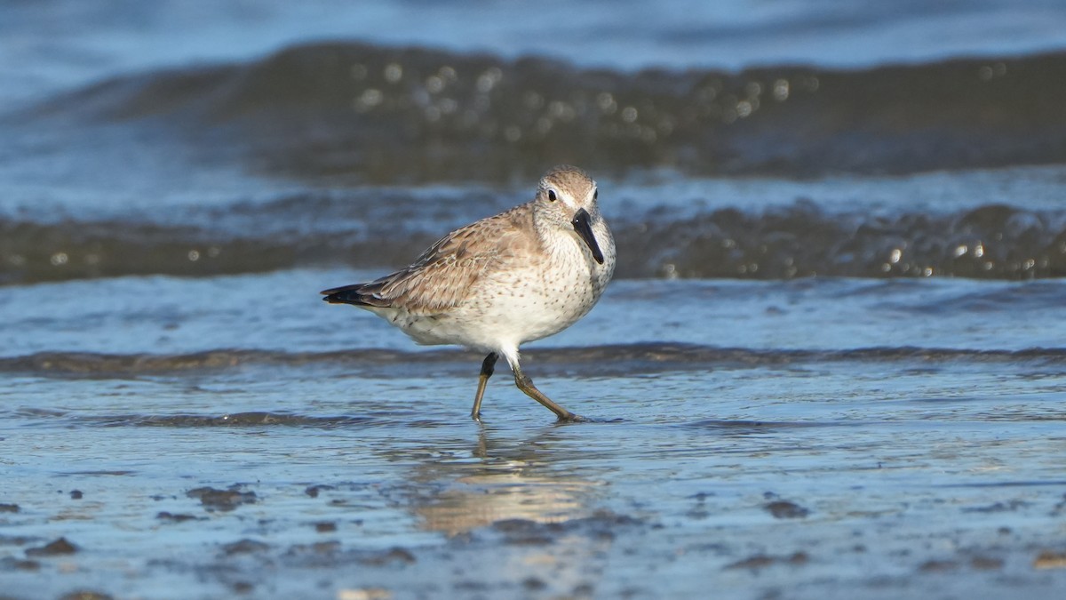 Txirri lodia - ML646559947