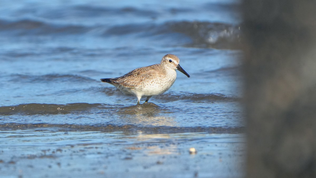 Txirri lodia - ML646559948