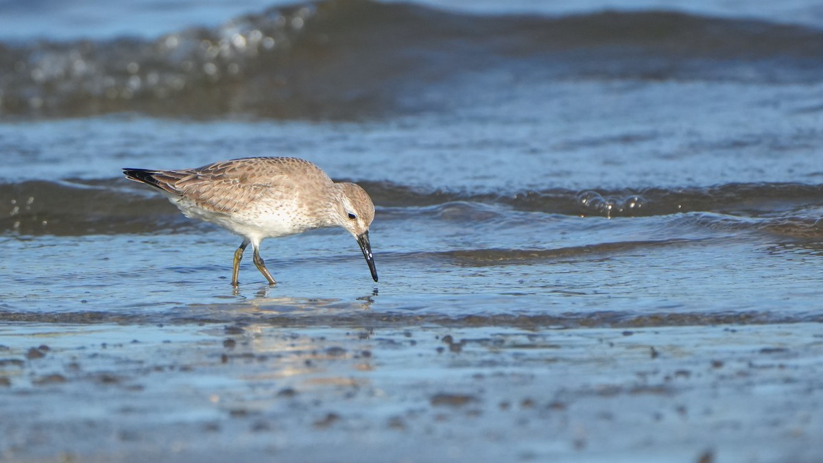 Txirri lodia - ML646559949