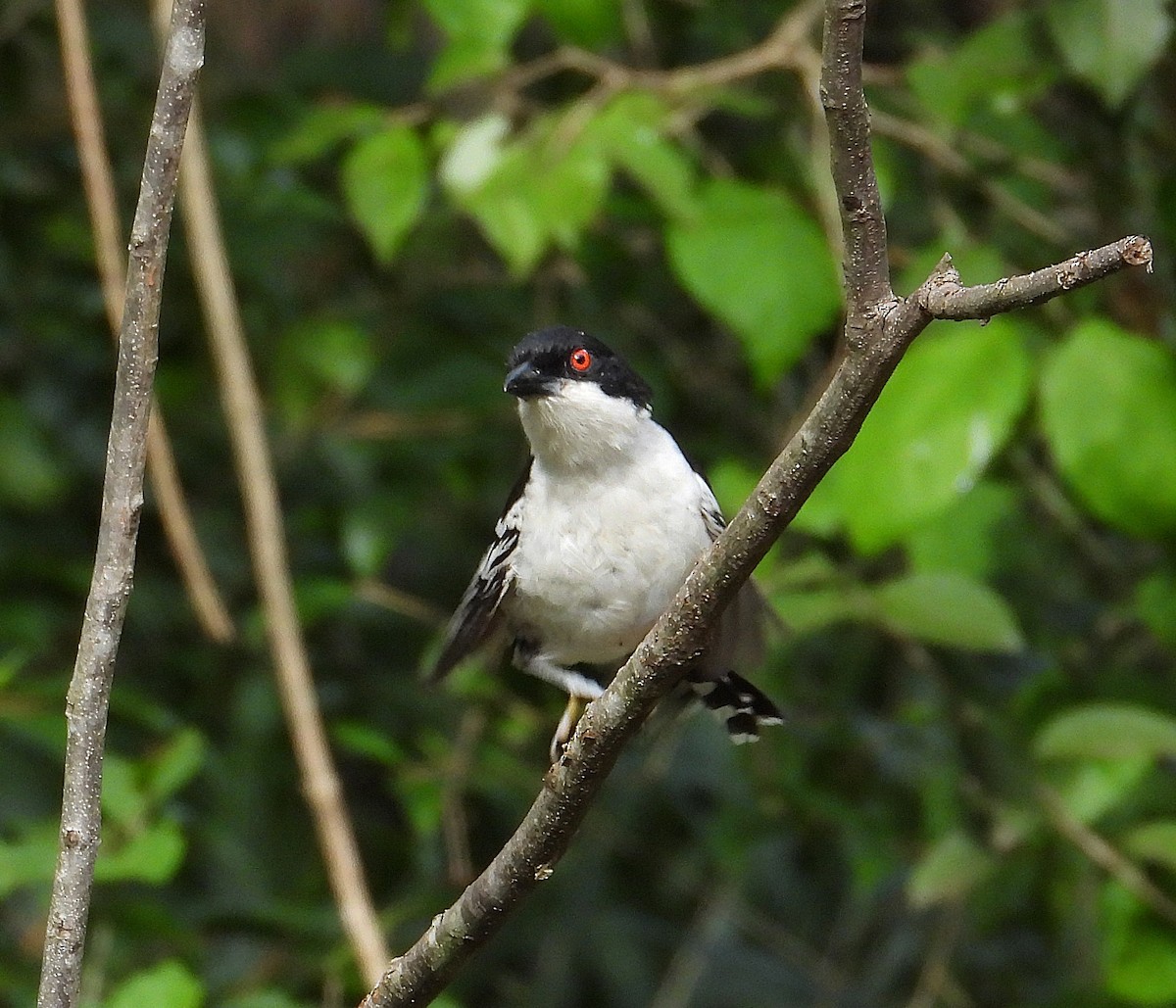 Great Antshrike - ML646559950