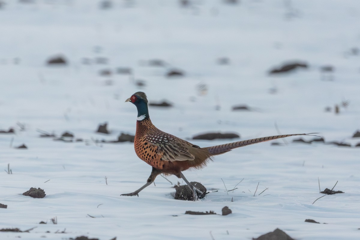 Ring-necked Pheasant - ML646559952