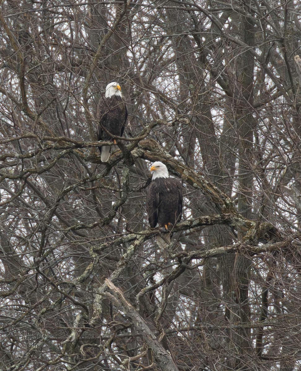Bald Eagle - ML646559954