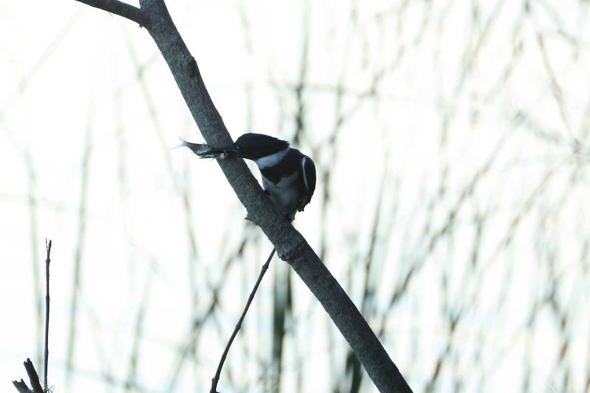 Martín Gigante Norteamericano - ML646559957