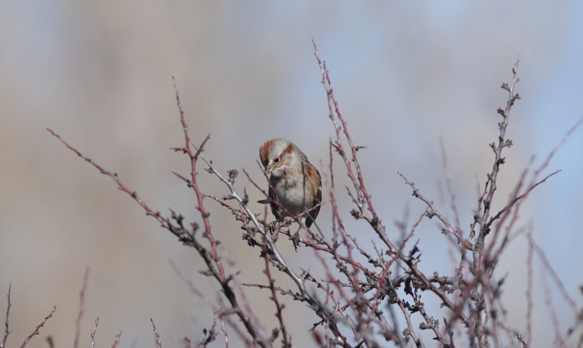 Chingolo Arbóreo - ML646559959