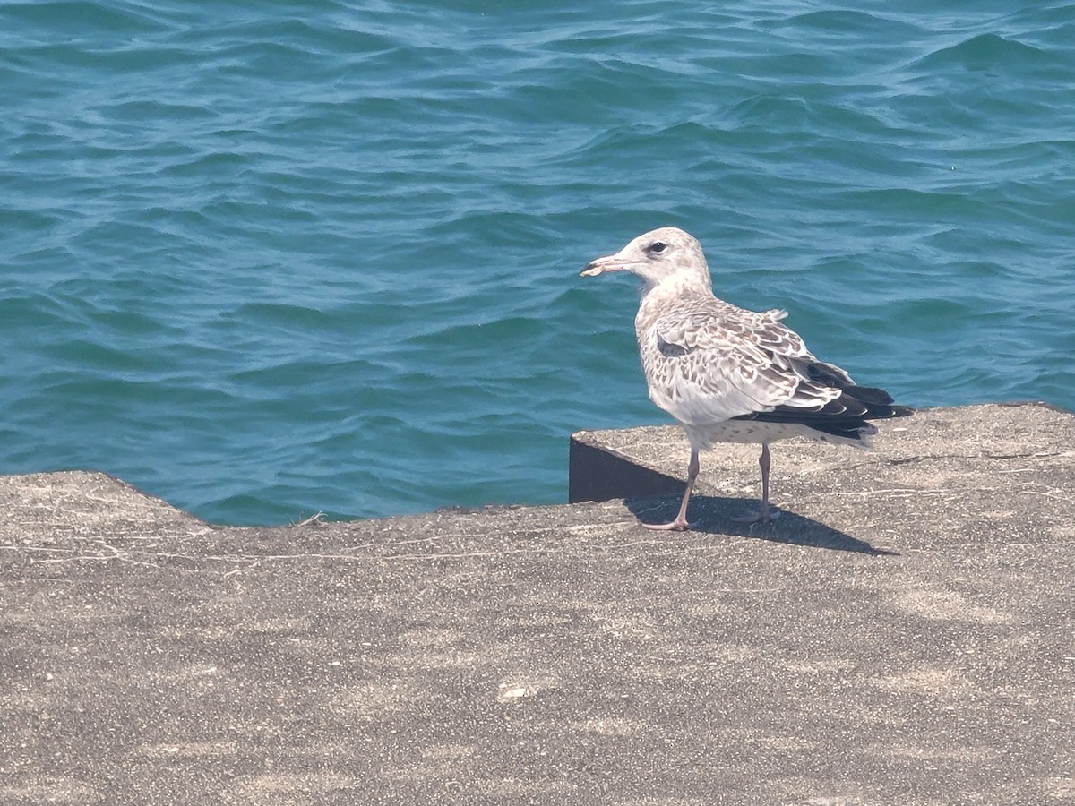 Gaviota de Delaware - ML646559960