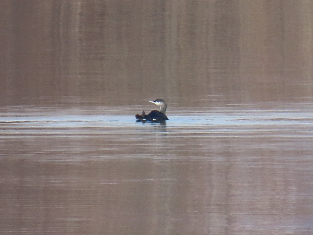 Red-throated Loon - ML646559961