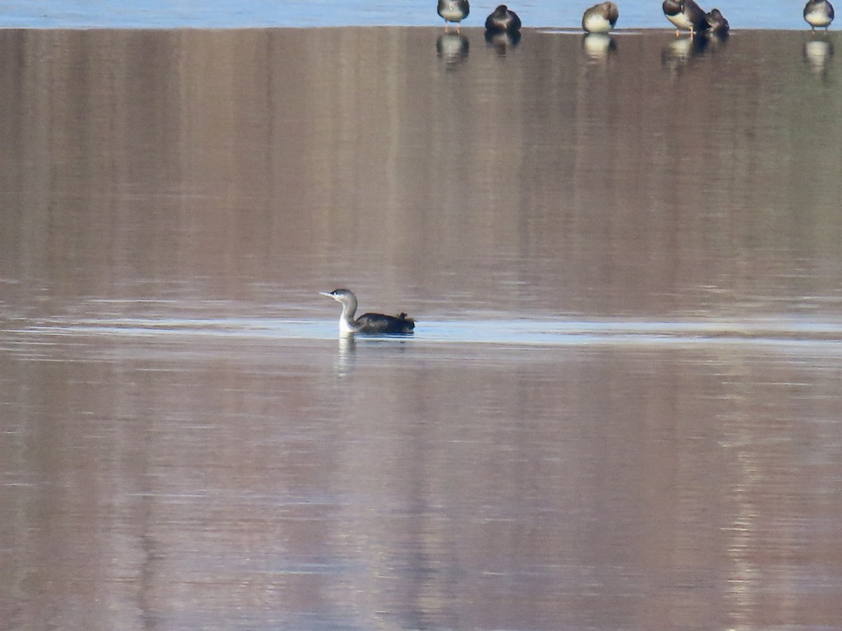 Red-throated Loon - ML646559963