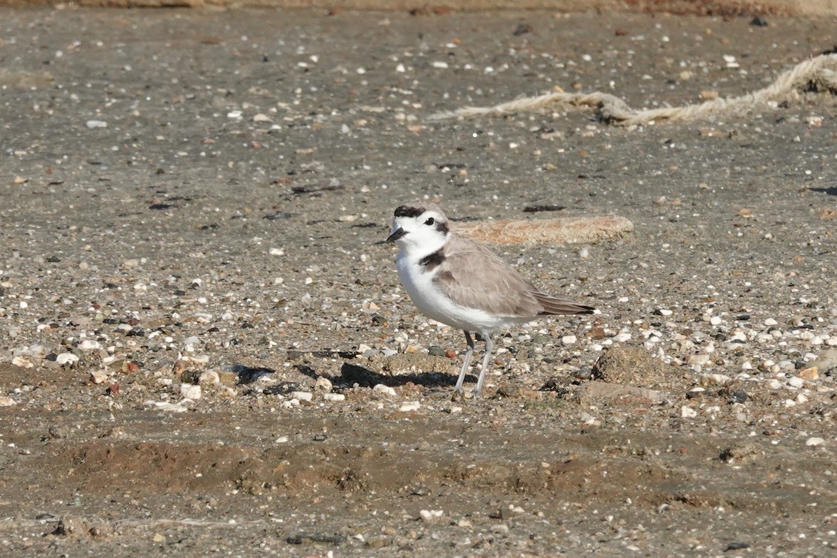 Chorlitejo Nivoso - ML646559964