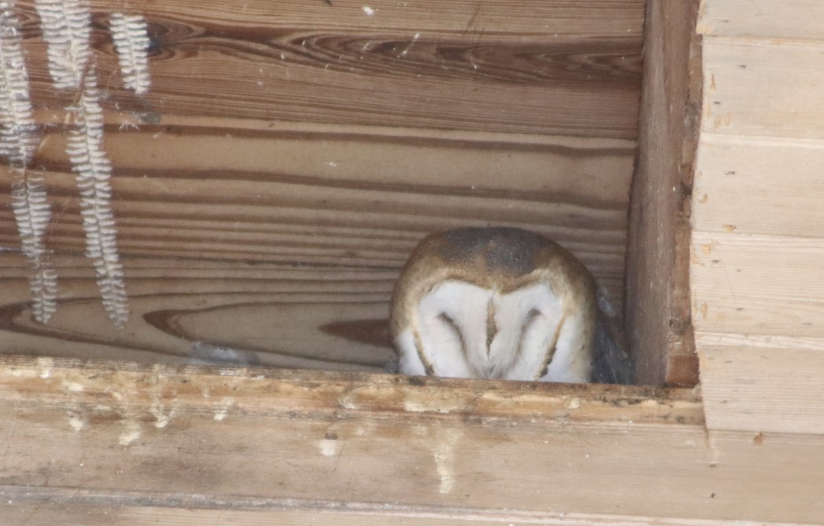 American Barn Owl - ML646559965