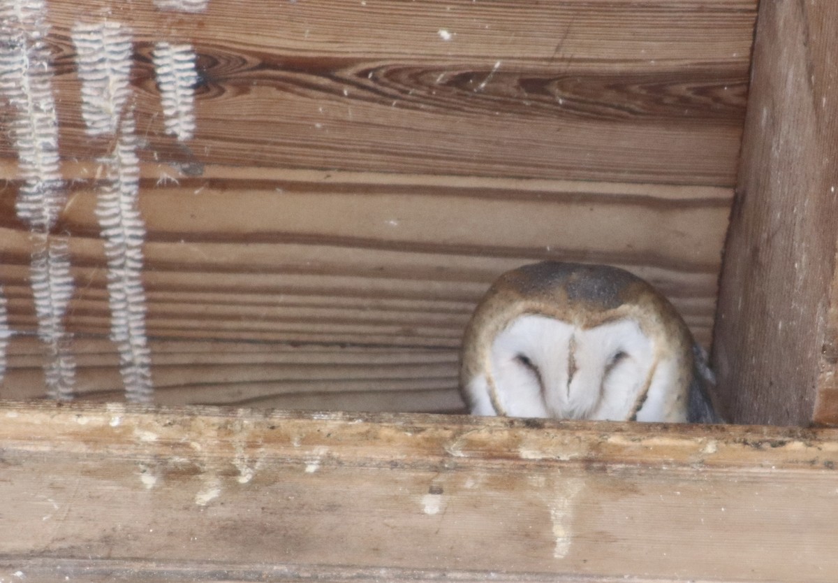 American Barn Owl - ML646559966