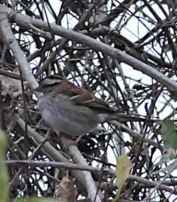 White-throated Sparrow - ML646559968