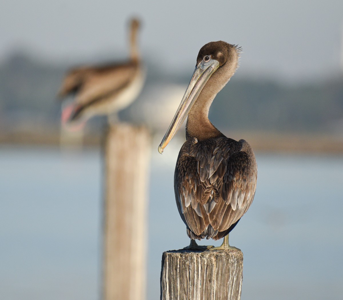 Brown Pelican - ML646559972