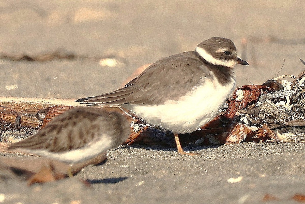 Txirritxo handia - ML646559973