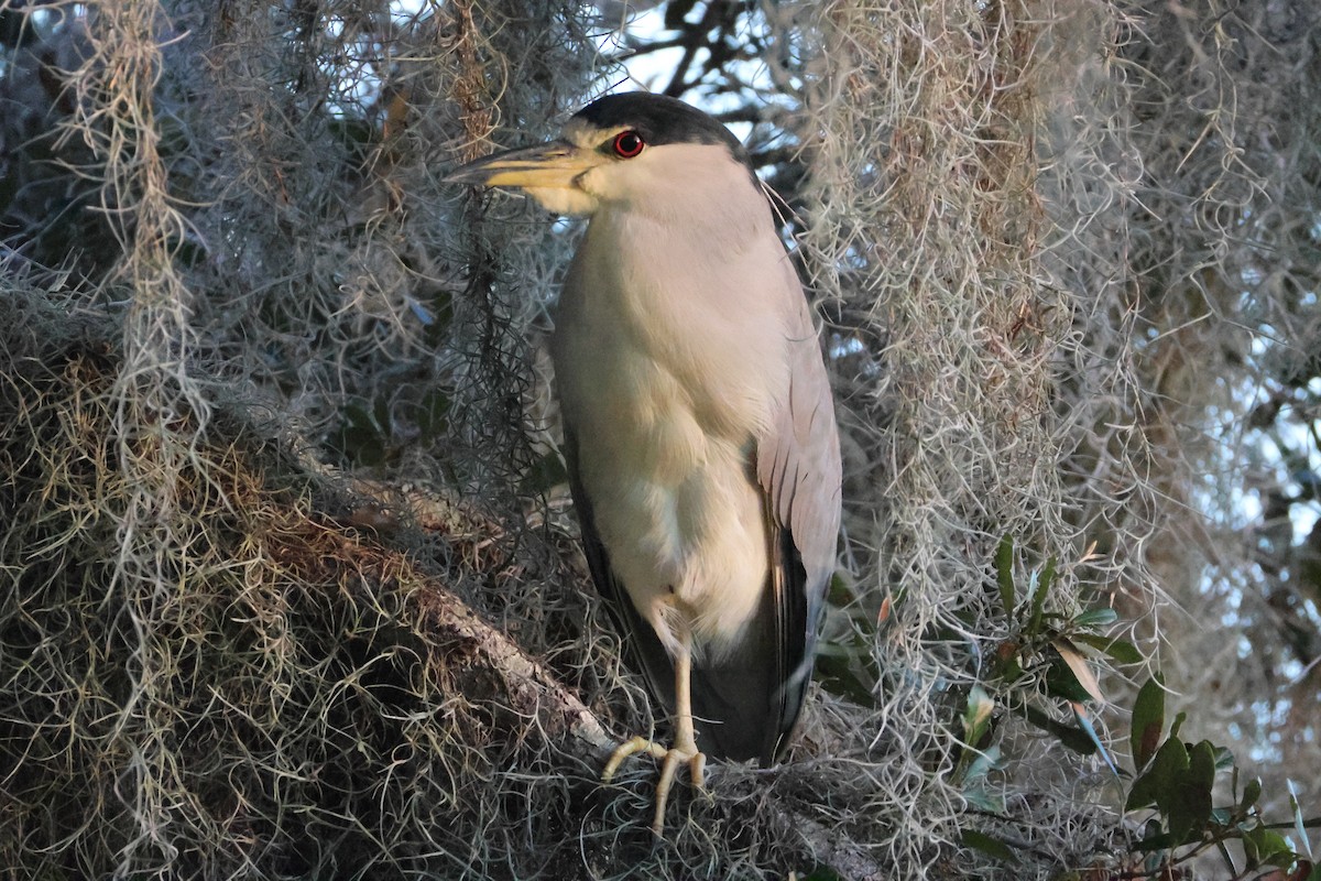 Black-crowned Night Heron - ML646559974