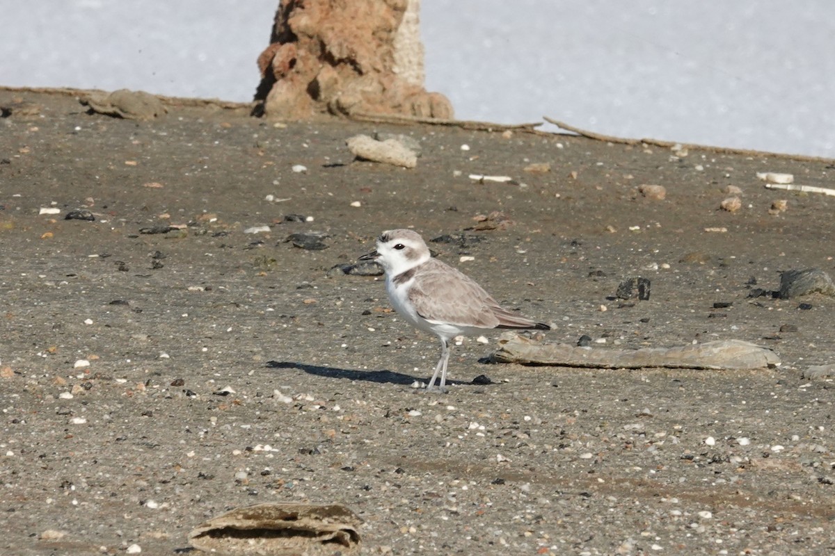 Chorlitejo Nivoso - ML646559975