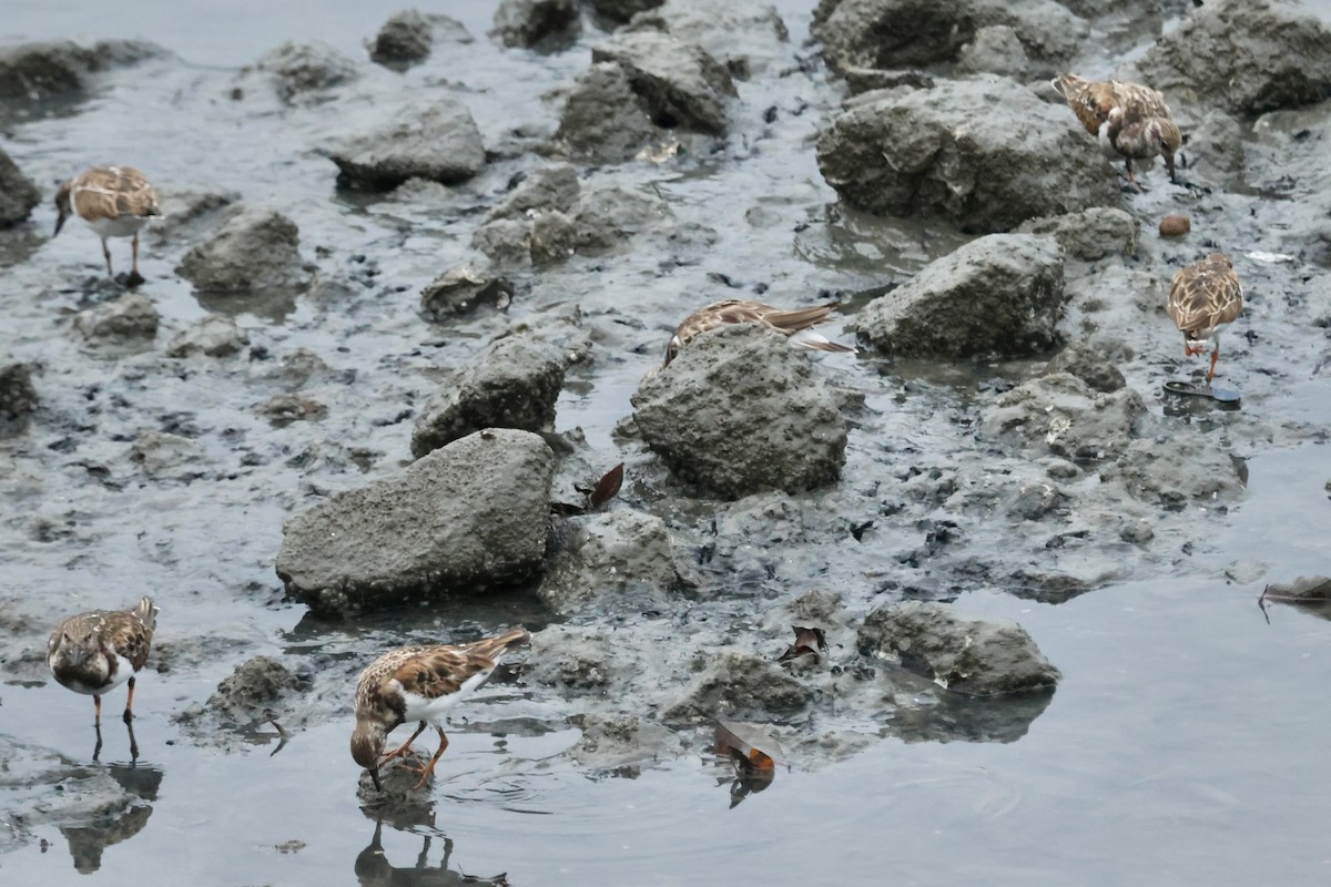 Ruddy Turnstone - ML646559976
