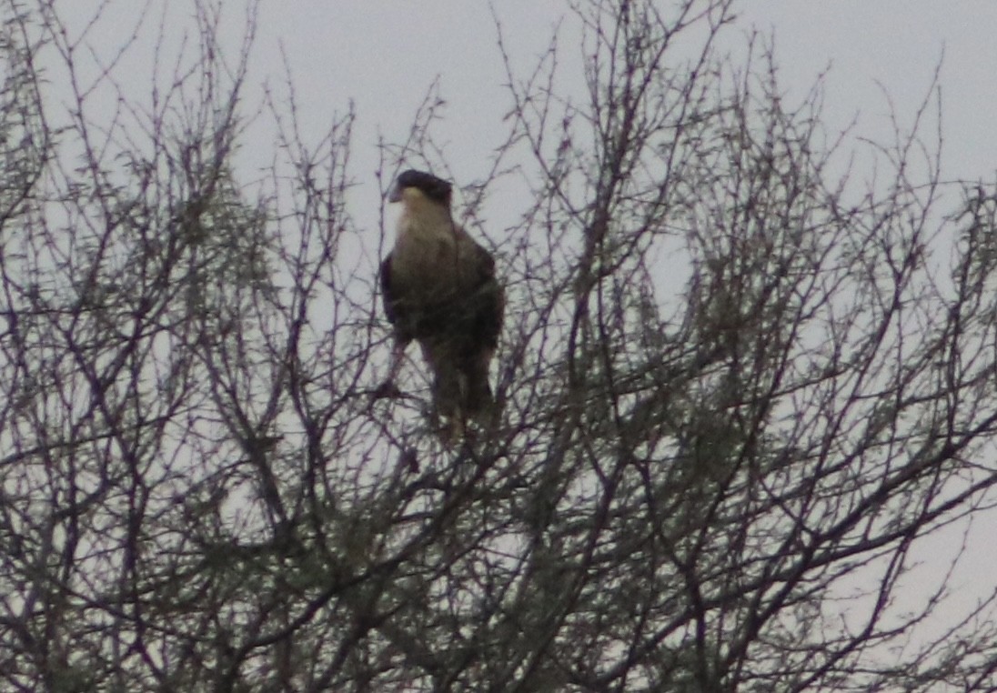 Crested Caracara - ML646559977