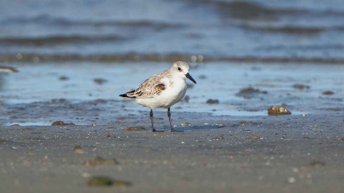 Sanderling - ML646559978