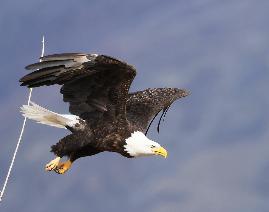 Bald Eagle - ML646559979