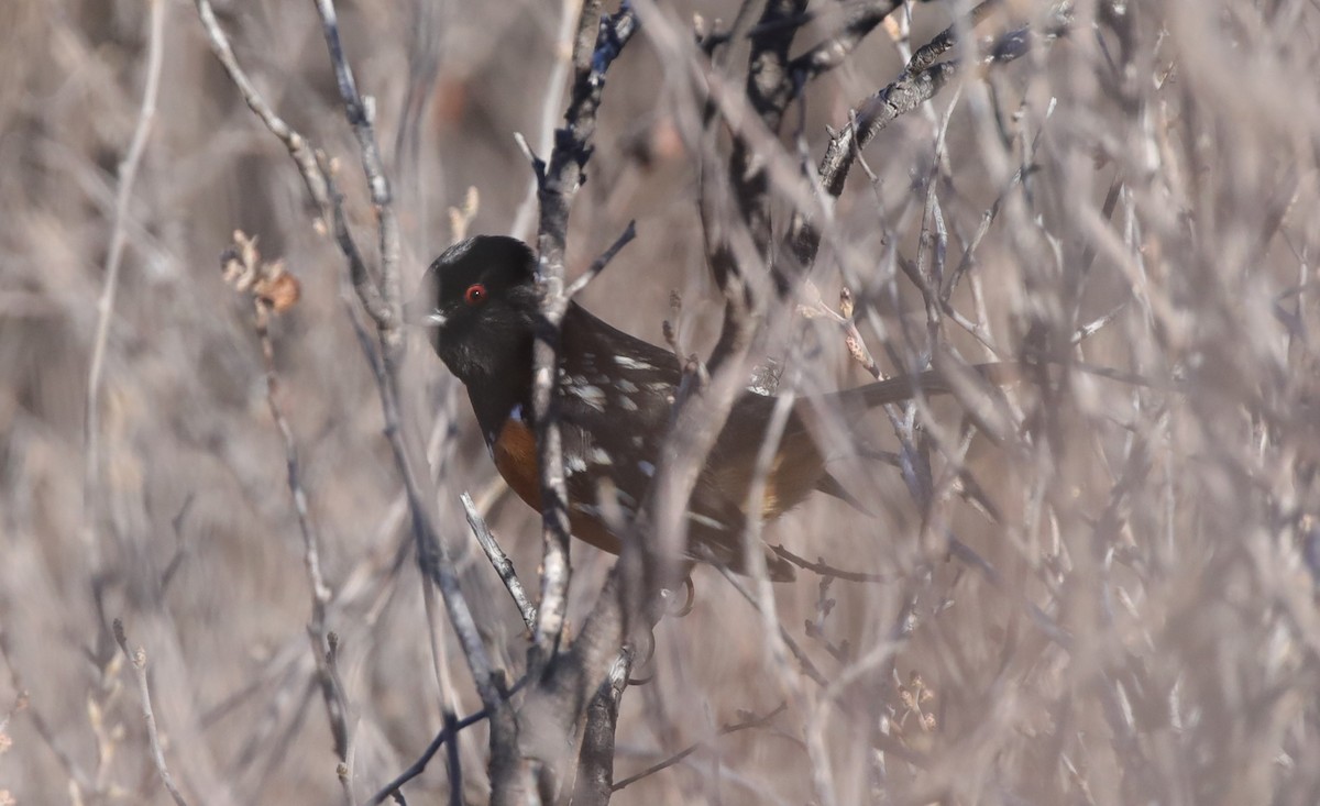 Тауї плямистий - ML646559980