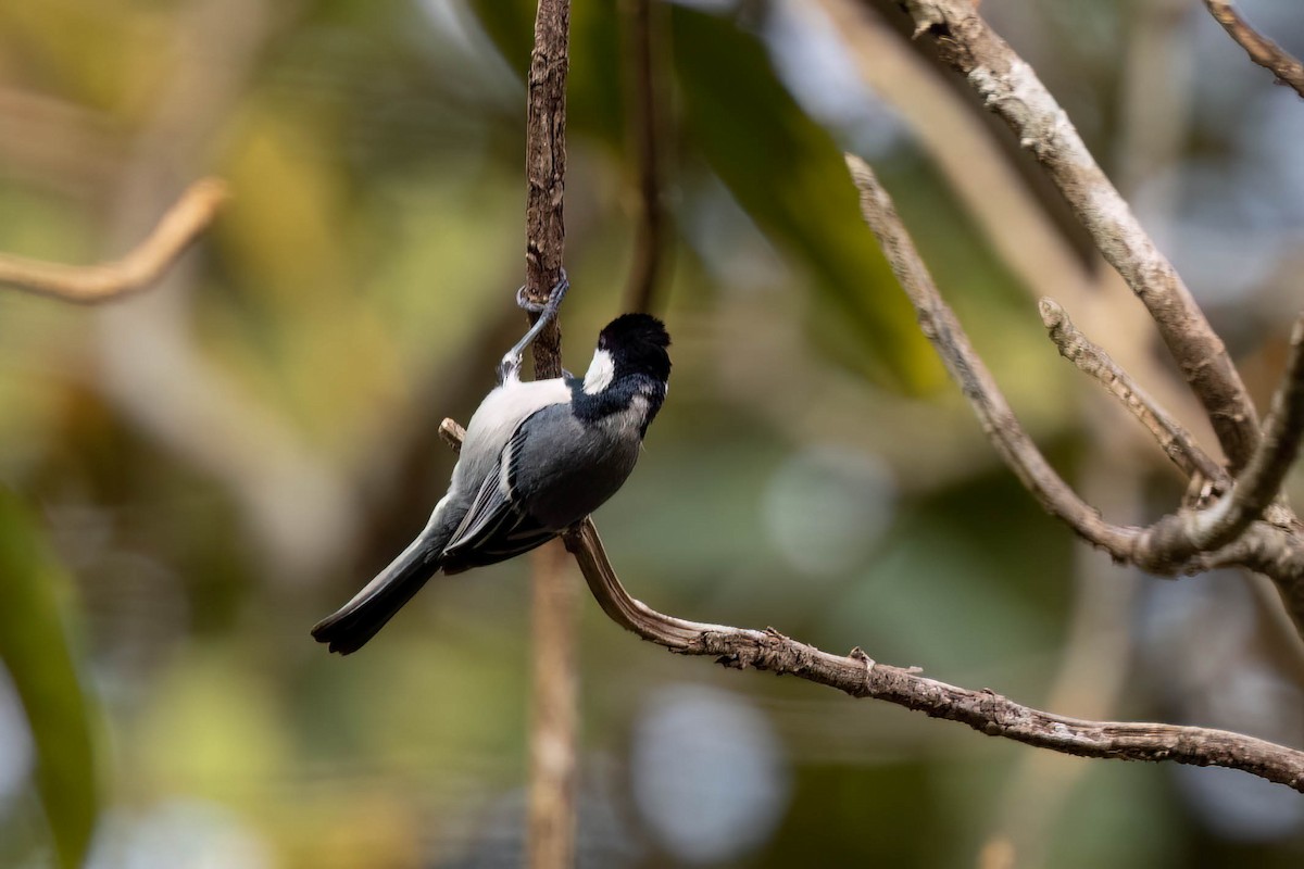 ירגזי אפרפר (מרכז אסיה) - ML646559981
