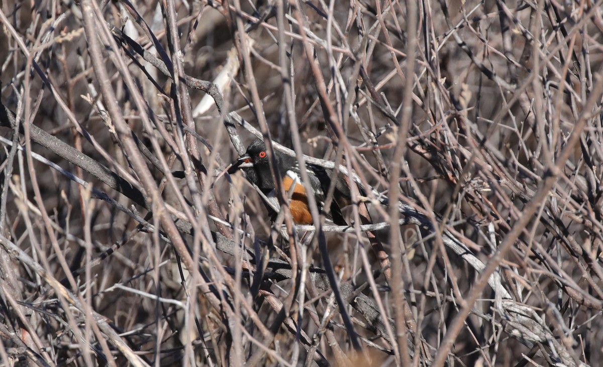 Тауї плямистий - ML646559982