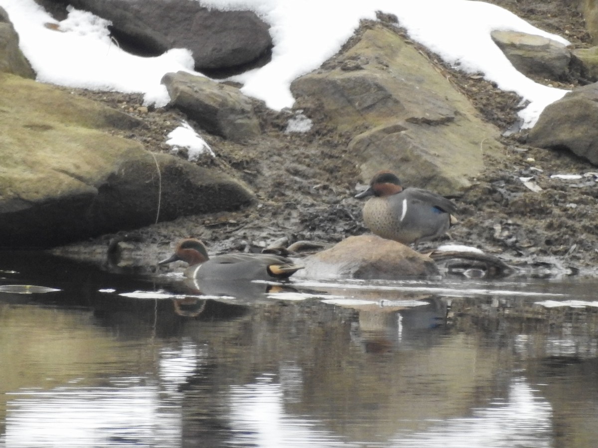 Ногоохон нугас - ML646559983