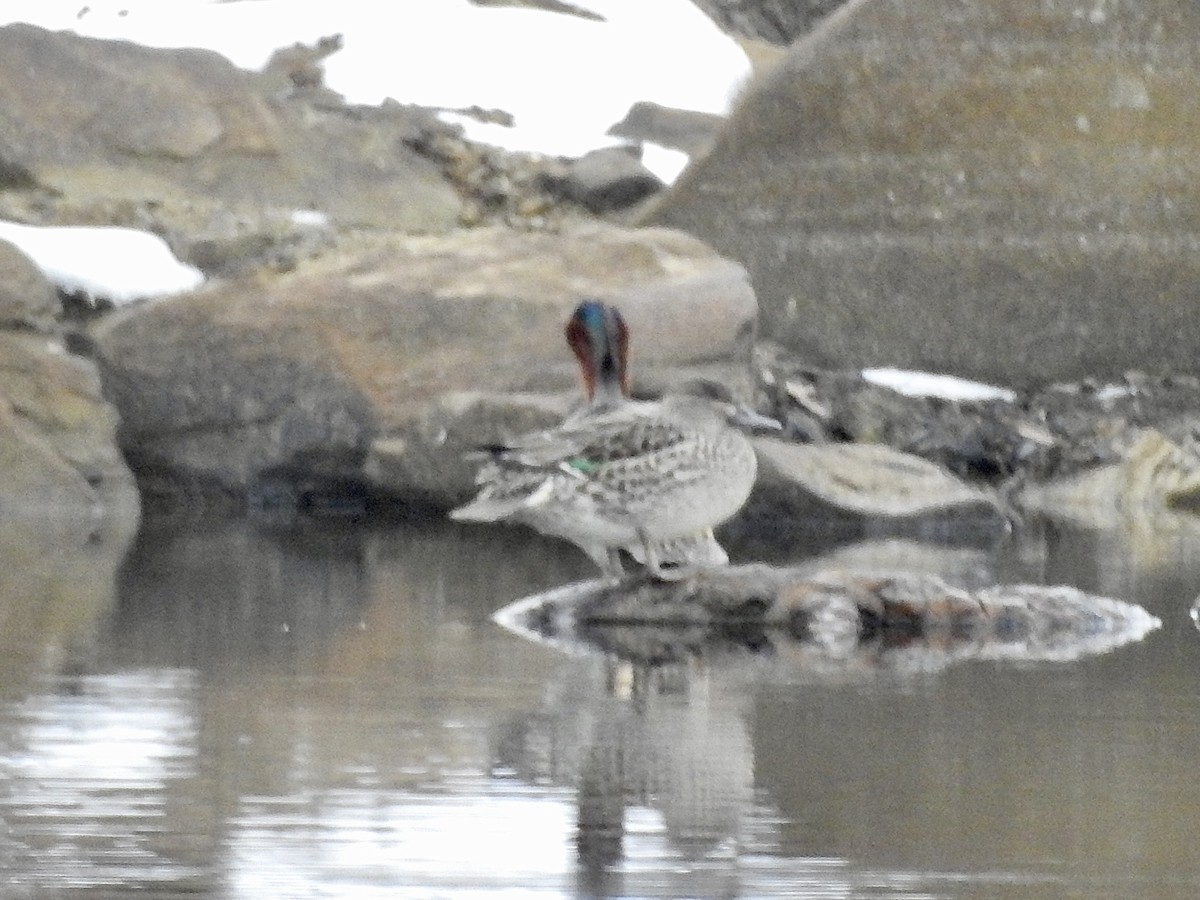 Ногоохон нугас - ML646559984