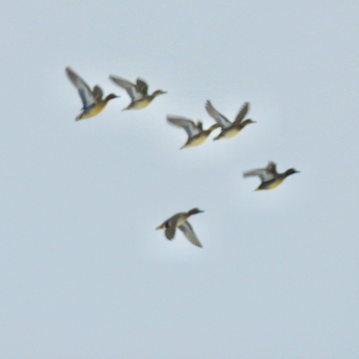 Ногоохон нугас - ML646559985