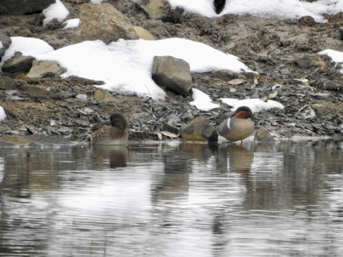 Ногоохон нугас - ML646559986