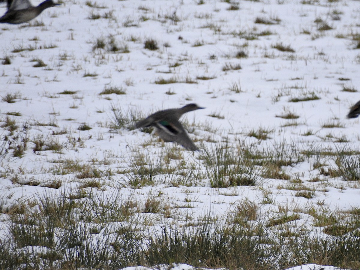 Ногоохон нугас - ML646559987