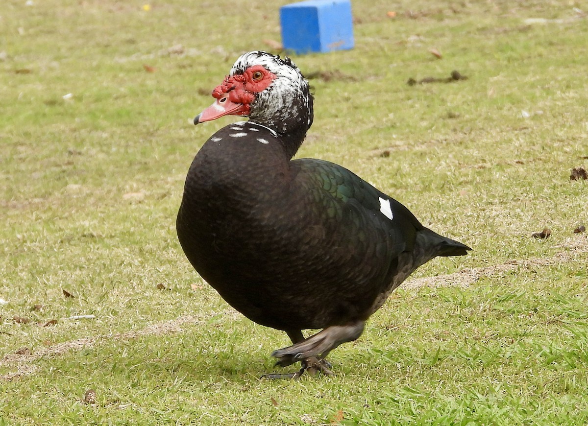 Muscovy Duck (Domestic type) - ML646559988