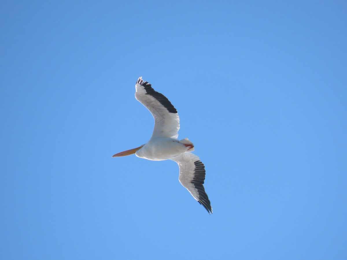 American White Pelican - ML646559989