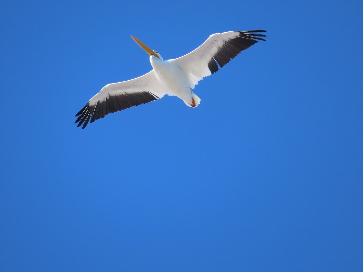 American White Pelican - ML646559990