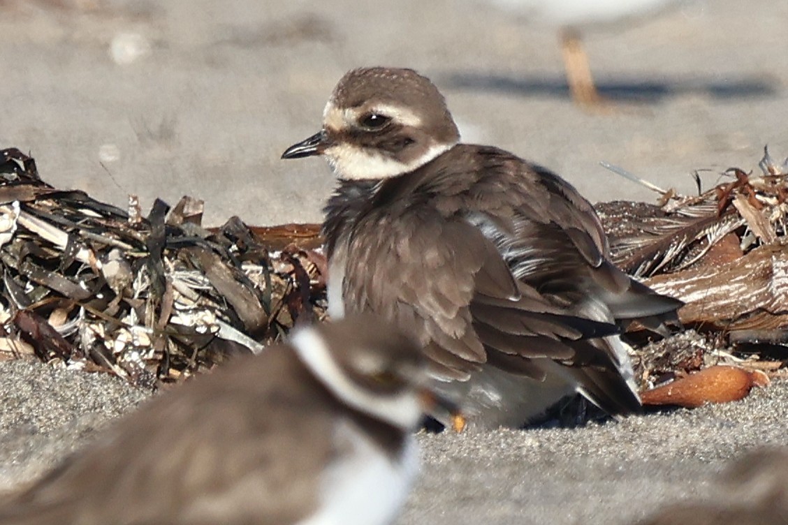 Txirritxo handia - ML646559994