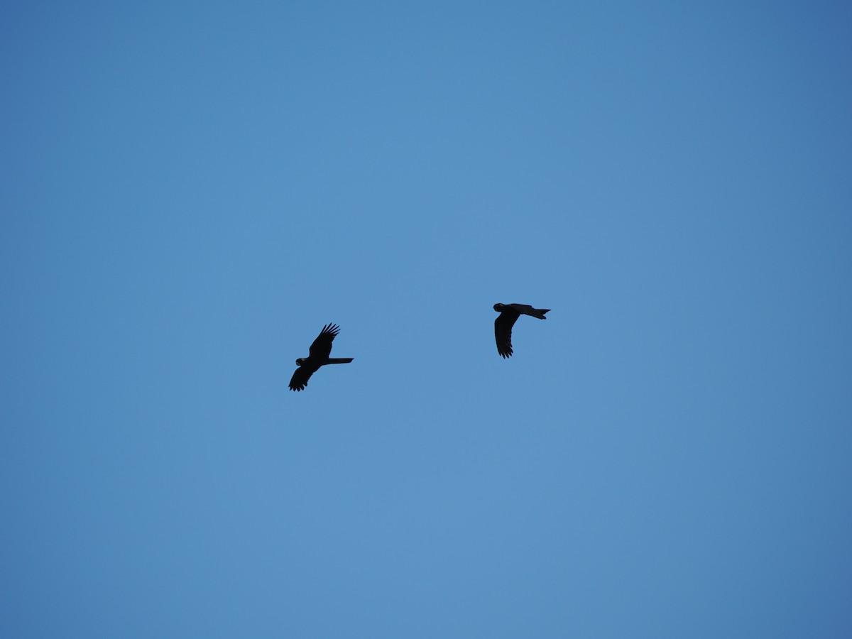 Yellow-tailed Black-Cockatoo - ML646559995