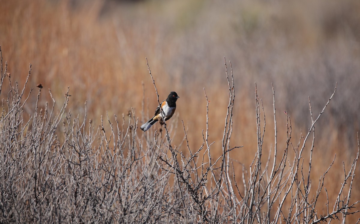 Тауї плямистий - ML646559996