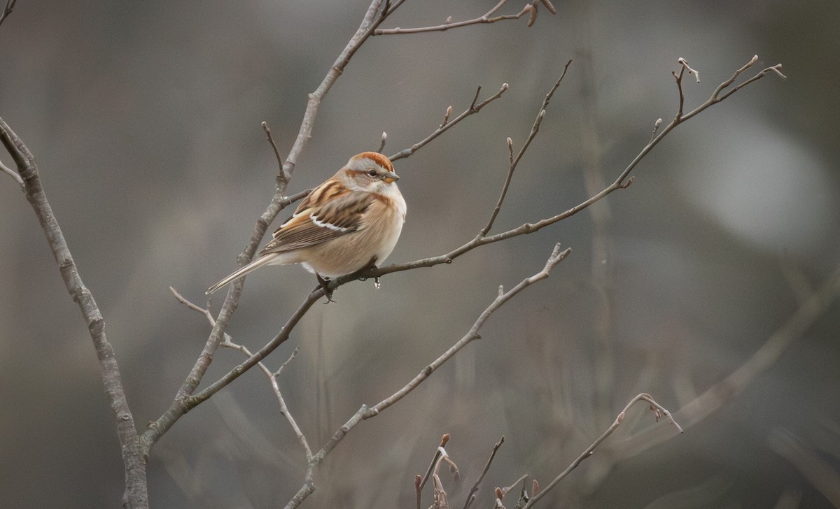 American Tree Sparrow - ML646559997