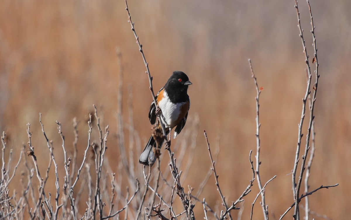 Тауї плямистий - ML646559998