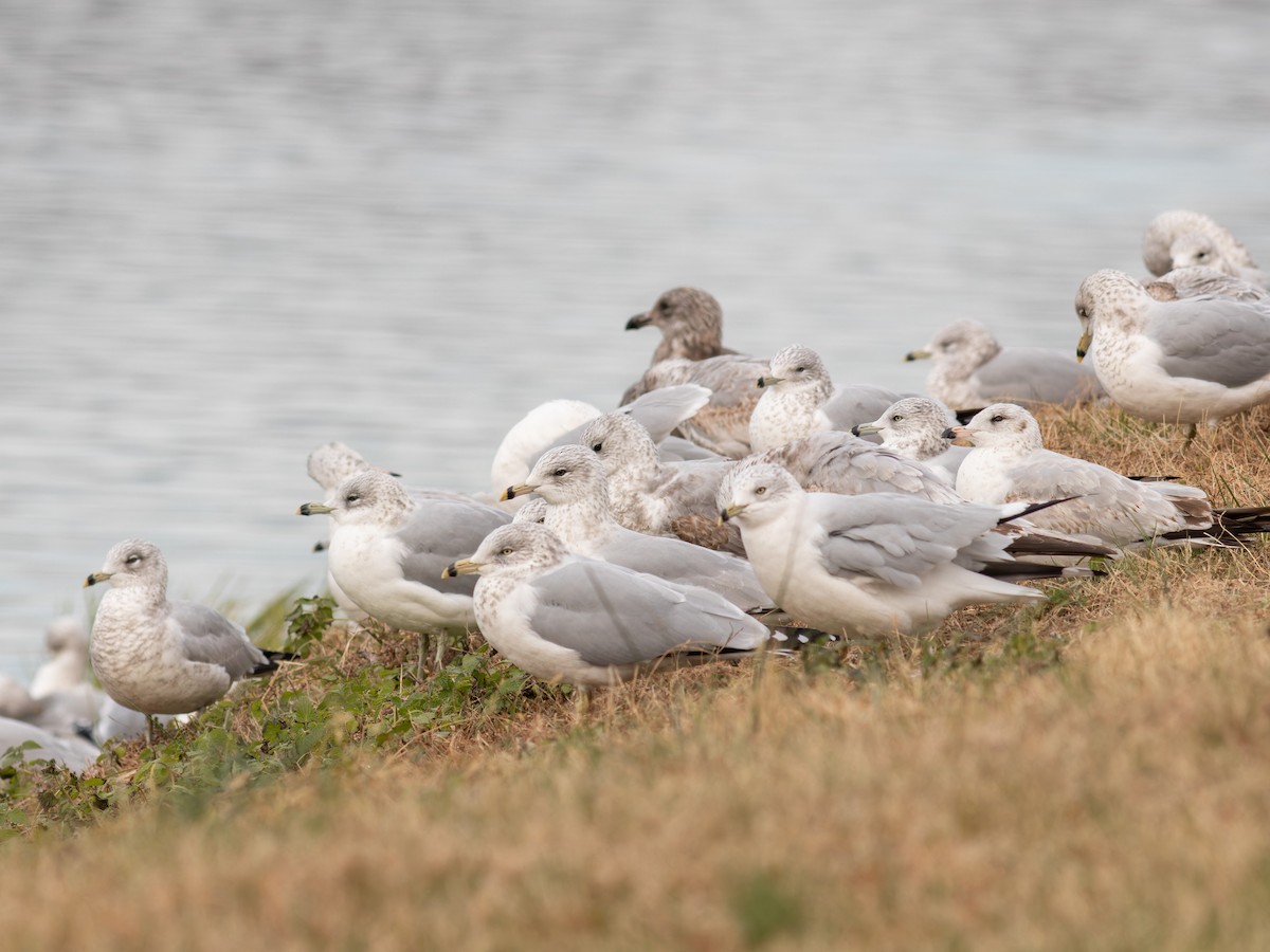 Ring-billed Gull - ML646559999